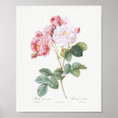 Recherche de rosa posters Rose