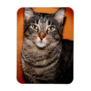 Recherche de cat magnets Tabby