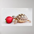 Search for sheldon posters Turtle