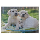 Search for labrador cutting boards Cute baby animal