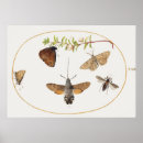 Search for vintage moth posters Butterfly