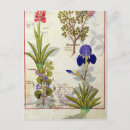 Search for medicinal plants postcards Testard