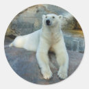 Recherche de ours blanc blanc autocollants Nature
