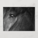 Recherche de frison cartes postales Cheval
