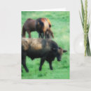 Search for steer cards Livestock
