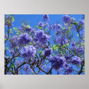 Search for jacaranda tree art Blue