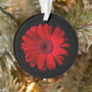 Search for gerbera daisy ornaments Garden