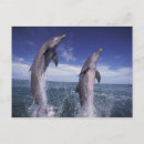 Recherche de bottlenose Animal