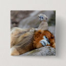 Search for monkey buttons Wildlife