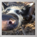 Search for wild pig art Swine