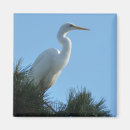 Search for egrets magnets White