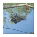 Recherche de grenouilles carreaux Étang