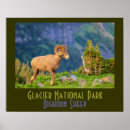 Search for bighorn posters National
