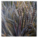 Search for macro tiles Plant