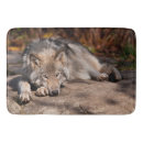Search for wolf face photography Wildlife
