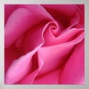 Search for rose lovers posters Pink