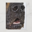 Recherche de grande bouche cartes postales Animaux domestiques