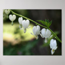 Search for bleeding heart posters Floral