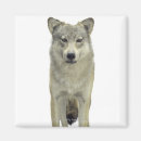 Recherche de concentration magnets Faune