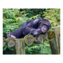 Recherche de chimpanzés posters Animal