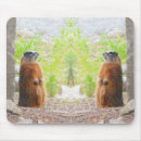 Search for groundhogs mousepads Marmot