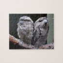 Recherche de deux oiseaux Chouette