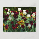 Recherche de tulipe jaune cartes postales Nature
