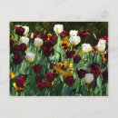 Recherche de tulipe jaune cartes postales Tulipes