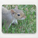 Search for squirrel mousepads Nature