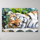 Search for wildlife photography posters Tiger