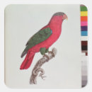 Recherche de perroquet rouge autocollants Plumes