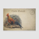 Recherche de vintage coq cartes postales Rose