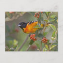 Search for migrating postcards Feeding