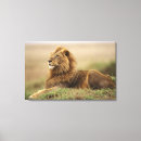 Search for kenya canvas prints Panthera leo