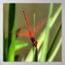 Recherche de aile rouge posters Nature