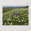 Search for meadows postcards Environment