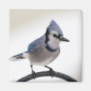 Recherche de gar magnets Jour