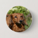 Search for dachshund long haired buttons Bob and pam langrish