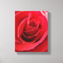 Search for red rose canvas prints Photograph