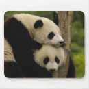 Recherche de sichuan tapis souris Ours