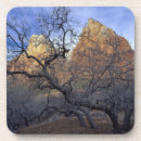 Search for attraction coasters America