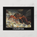 Search for crayfish postcards Louisiana