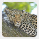 Search for leopard stickers Big