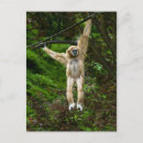 Search for gibbon postcards Asia