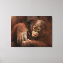 Search for orangutan canvas prints Rainforest