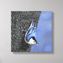 Recherche de poitrine art Nuthatch à poitrine blanche