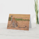 Search for cheetah cat cards Wild animals