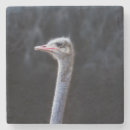 Search for ostrich coasters Cute