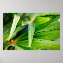 Search for drop leafs art Plant