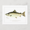Recherche de saumons cartes postales Pêche
